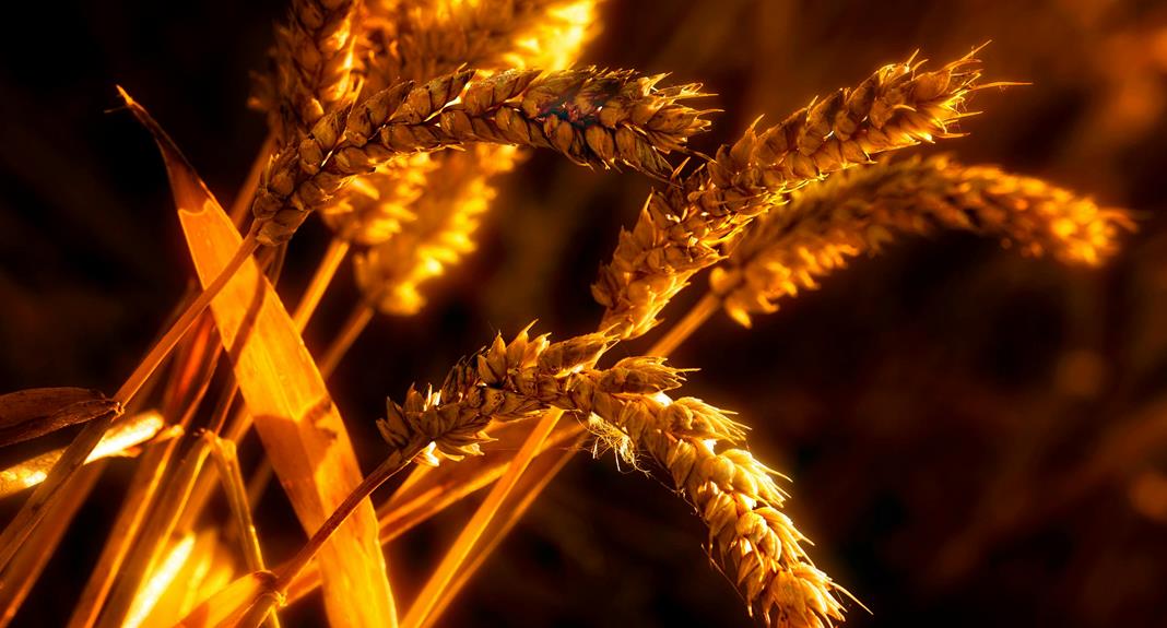 palworld wheat seeds guide